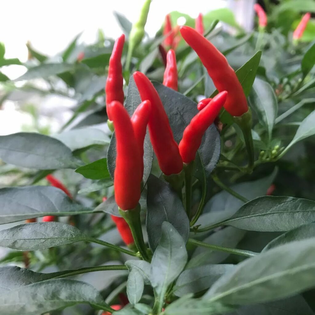 Pimenta-malagueta em casa: dicas essenciais para cultivar essa especiaria irresistível