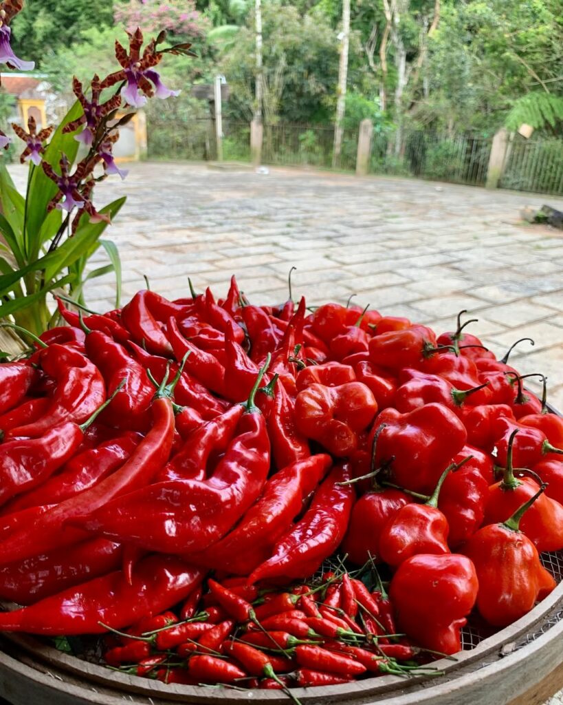 Pimenta-malagueta em casa: dicas essenciais para cultivar essa especiaria irresistível
