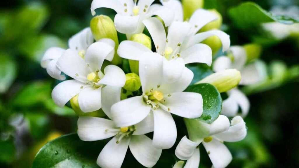 Murta-de-cheiro: a árvore que floresce o ano inteiro e perfuma sua varanda