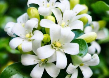 Murta-de-cheiro: perfume, beleza e poder medicinal em uma só planta