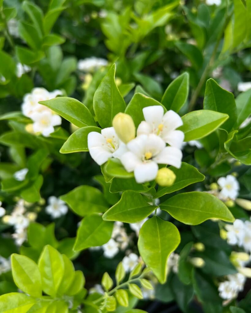 Murta-de-cheiro: perfume, beleza e poder medicinal em uma só planta