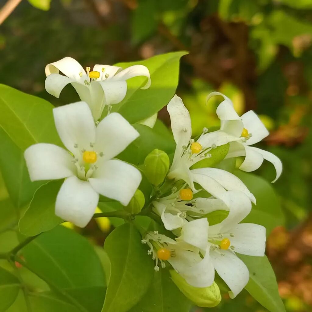 Murta-de-cheiro: perfume, beleza e poder medicinal em uma só planta