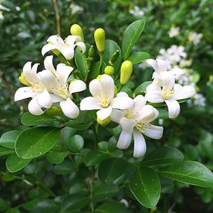 Murta-de-cheiro: perfume, beleza e poder medicinal em uma só planta