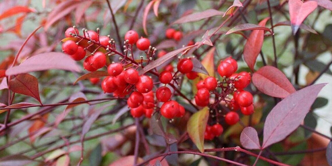 nandina
