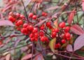nandina
