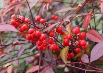 nandina