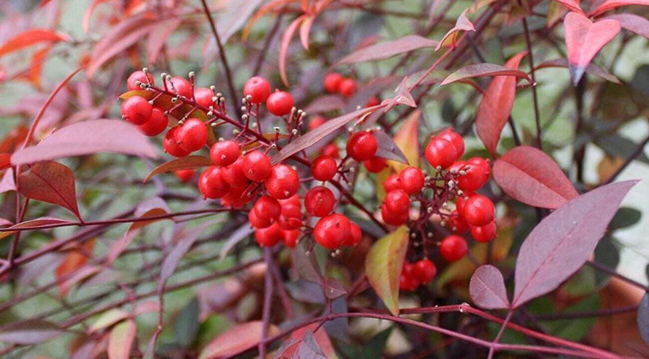 nandina