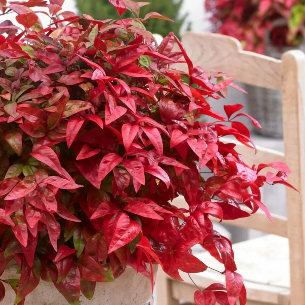 Nandina: a planta da sorte japonesa que colore jardins e vasos o ano todo