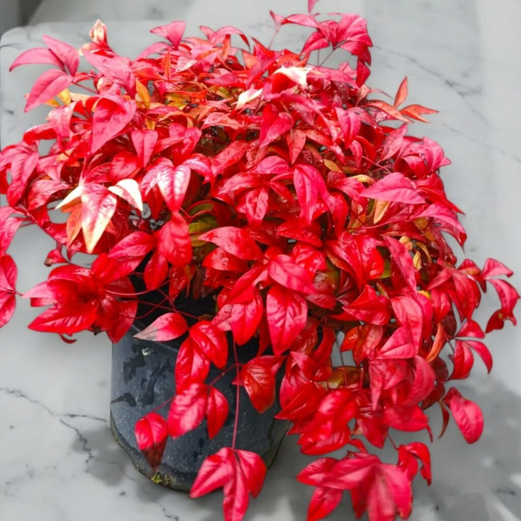 Nandina: a planta da sorte japonesa que colore jardins e vasos o ano todo