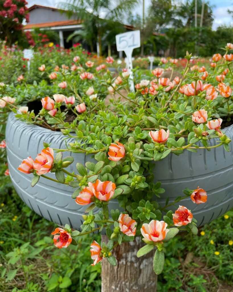 Como cuidar da planta onze-horas (Portulaca grandiflora) no vaso?