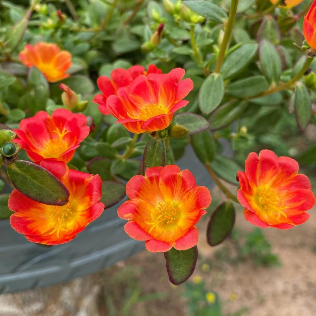 Como cuidar da planta onze-horas (Portulaca grandiflora) no vaso?