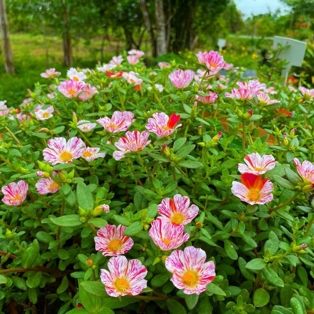 Como cuidar da planta onze-horas (Portulaca grandiflora) no vaso?