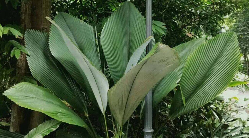 Johannesteijsmannia: A Palmeira que Encanta com suas Folhas Exóticas