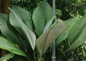 Johannesteijsmannia: A Palmeira que Encanta com suas Folhas Exóticas