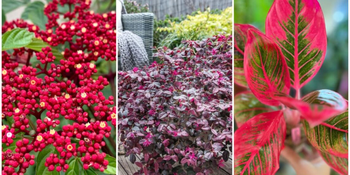 Plantas que Mantêm Seu Jardim Vibrante Mesmo Sem Flores