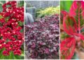 Plantas que Mantêm Seu Jardim Vibrante Mesmo Sem Flores