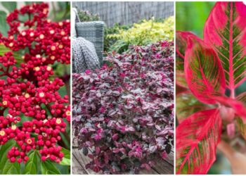 Plantas que Mantêm Seu Jardim Vibrante Mesmo Sem Flores