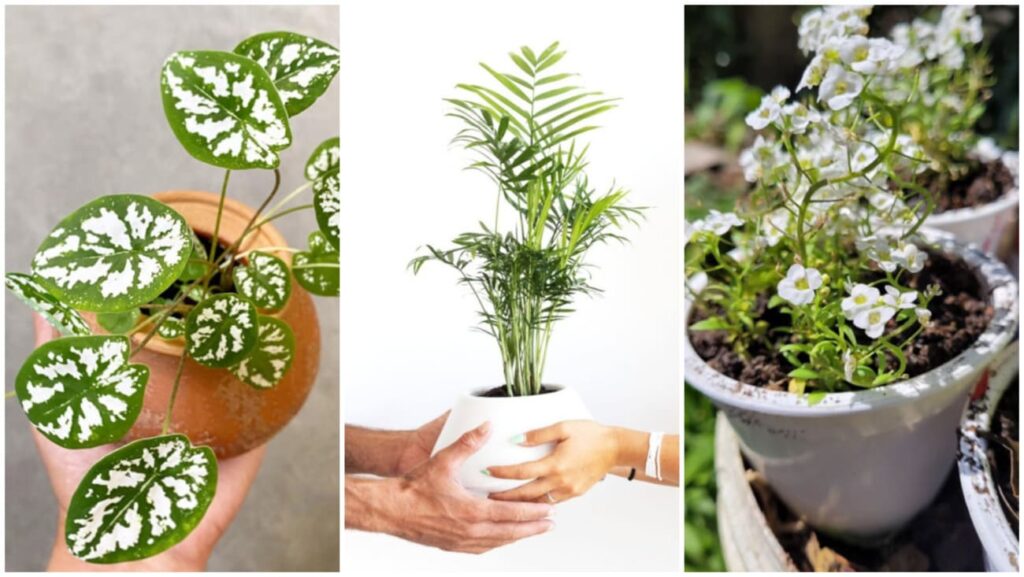 plantas vaso pequeno