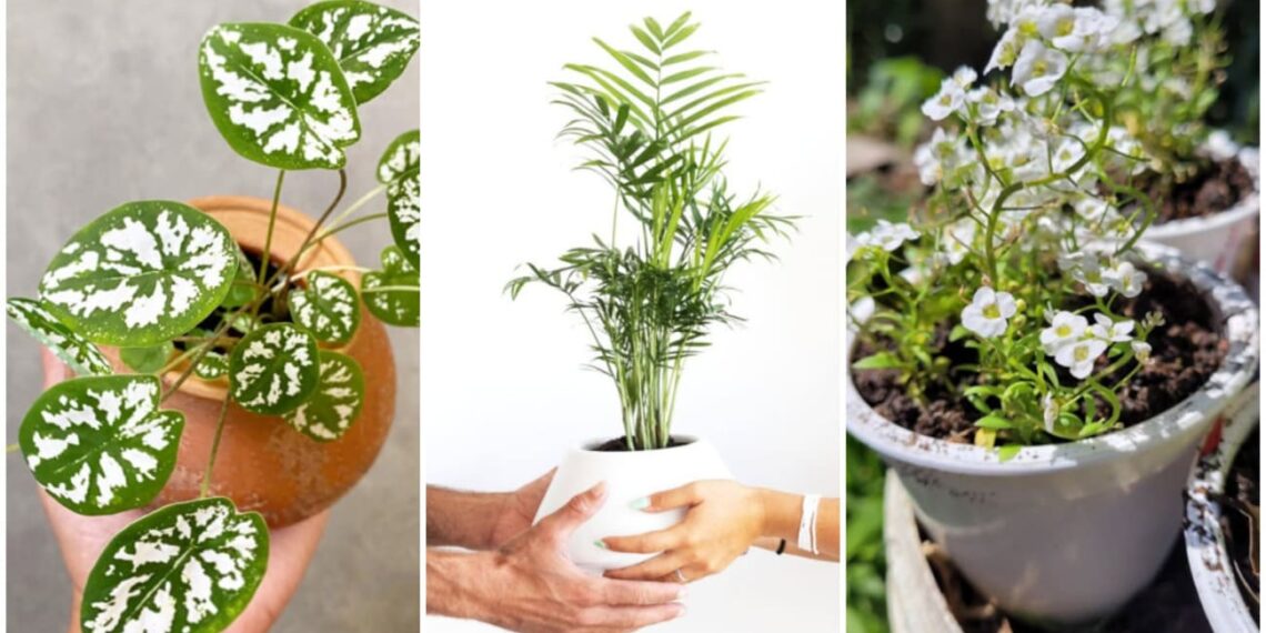 plantas vaso pequeno