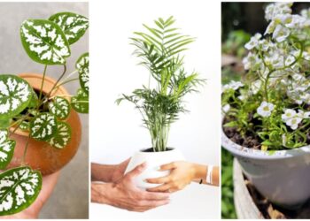 plantas vaso pequeno