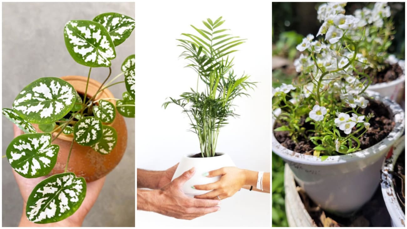 plantas vaso pequeno