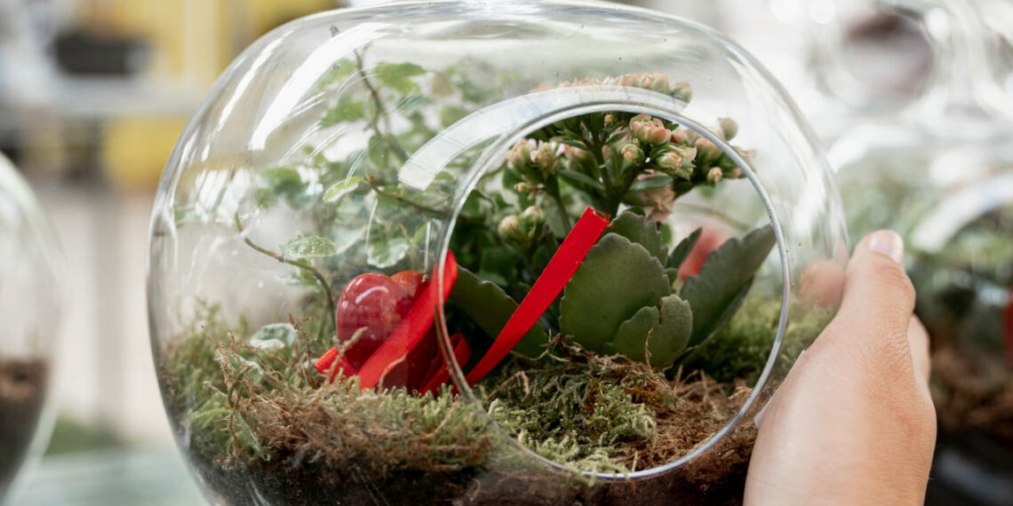 Plantas para terrário fechado: espécies que criam pequenos mundos verdes dentro de casa