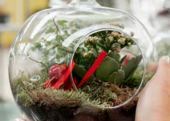 Plantas para terrário fechado: espécies que criam pequenos mundos verdes dentro de casa