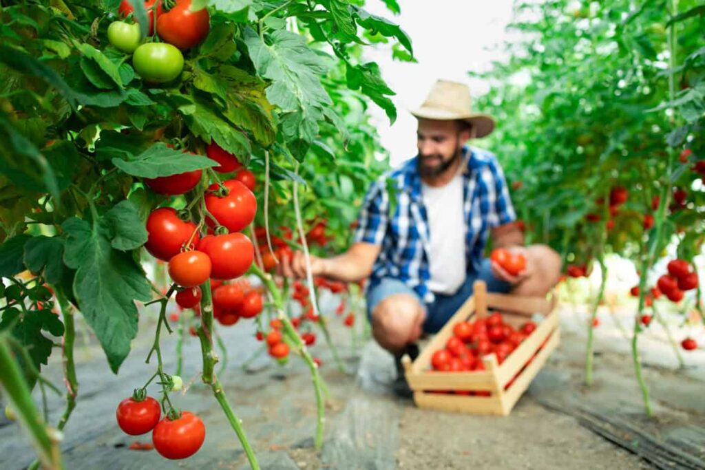 O que plantar na primavera? Guia completo com dicas para flores e hortaliças da estação