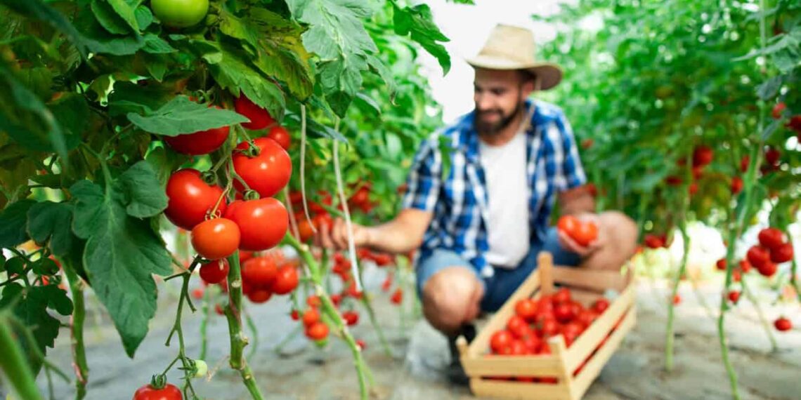 Como plantar tomates em casa: guia prático para cultivo fácil e saboroso