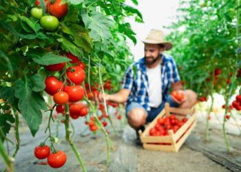 Como plantar tomates em casa: guia prático para cultivo fácil e saboroso