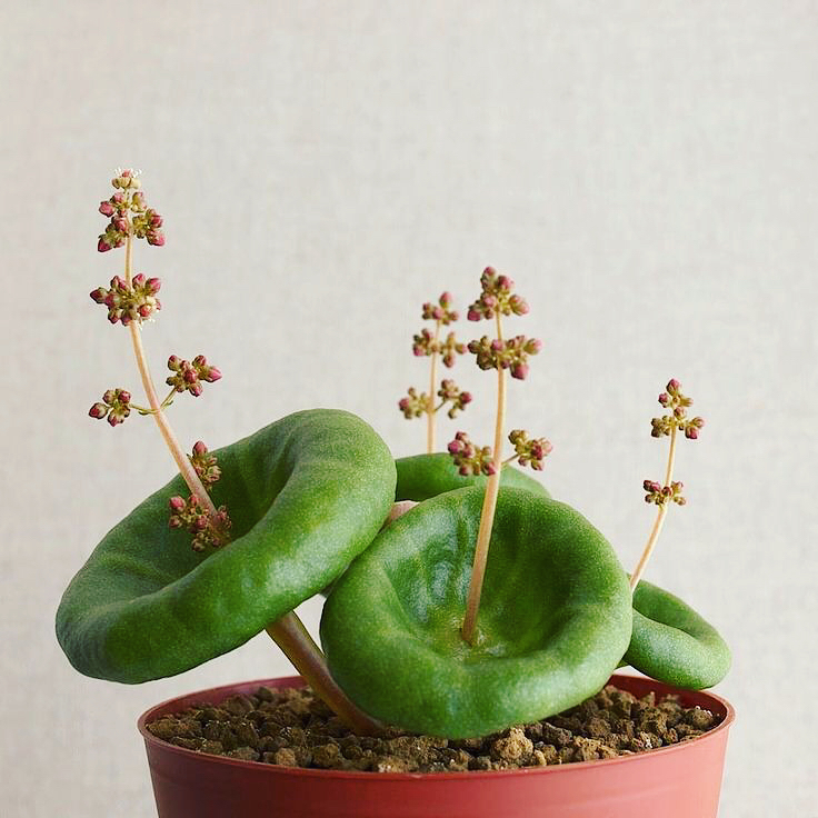 Crassula umbella: a suculenta que parece um guarda-chuva e encanta colecionadores