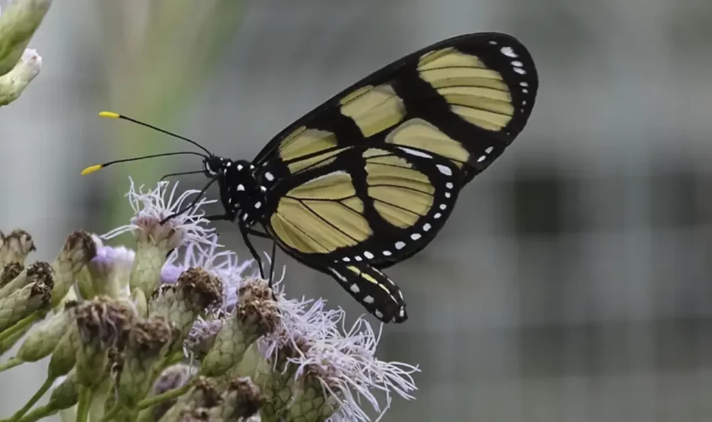 Borboletas raras encantam o Jardim Botânico de Curitiba