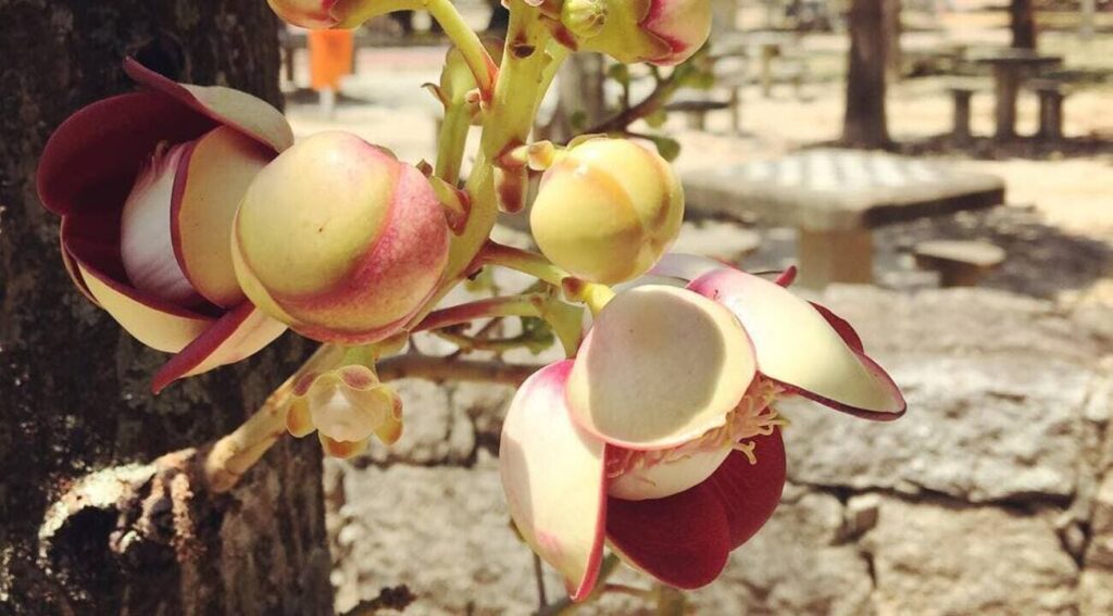 Abricó-de-macaco: a árvore sagrada de flores exóticas e frutos curiosos
