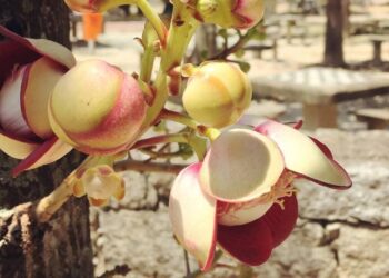 Abricó-de-macaco: a árvore sagrada de flores exóticas e frutos curiosos