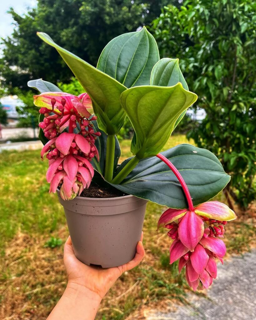 Medinilla magnifica: conheça a planta tropical que traz beleza exótica ao seu jardim