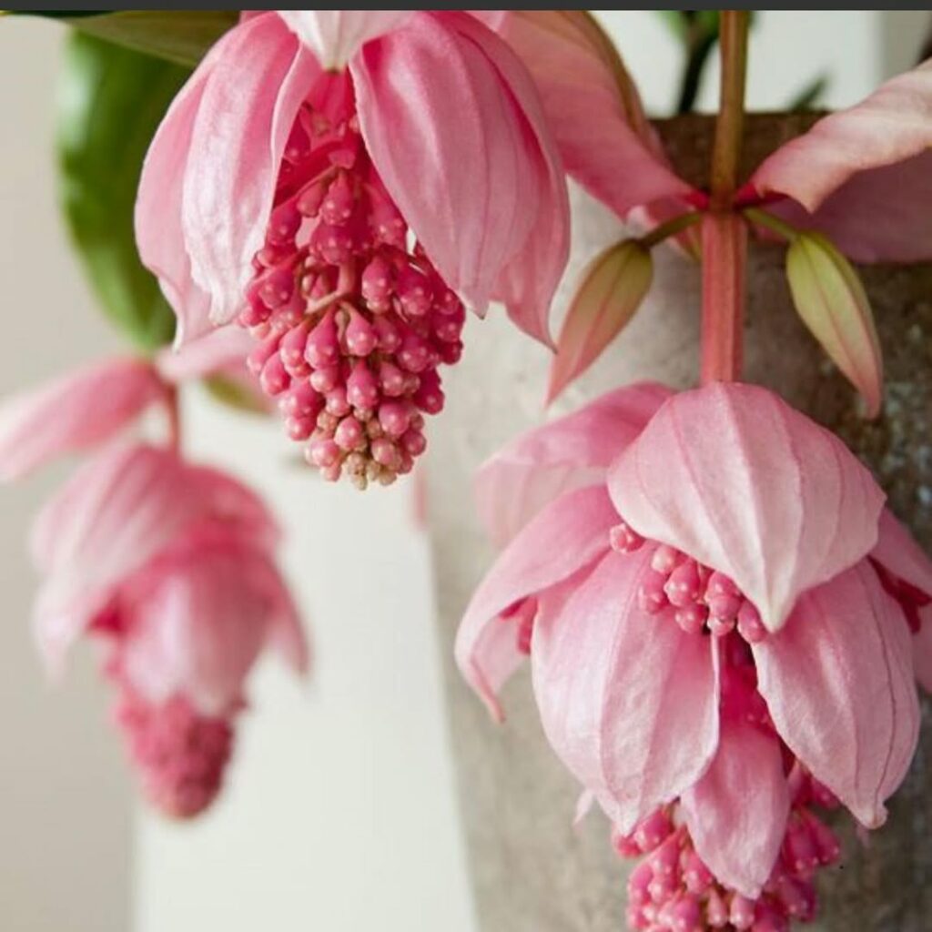 Medinilla magnifica: conheça a planta tropical que traz beleza exótica ao seu jardim