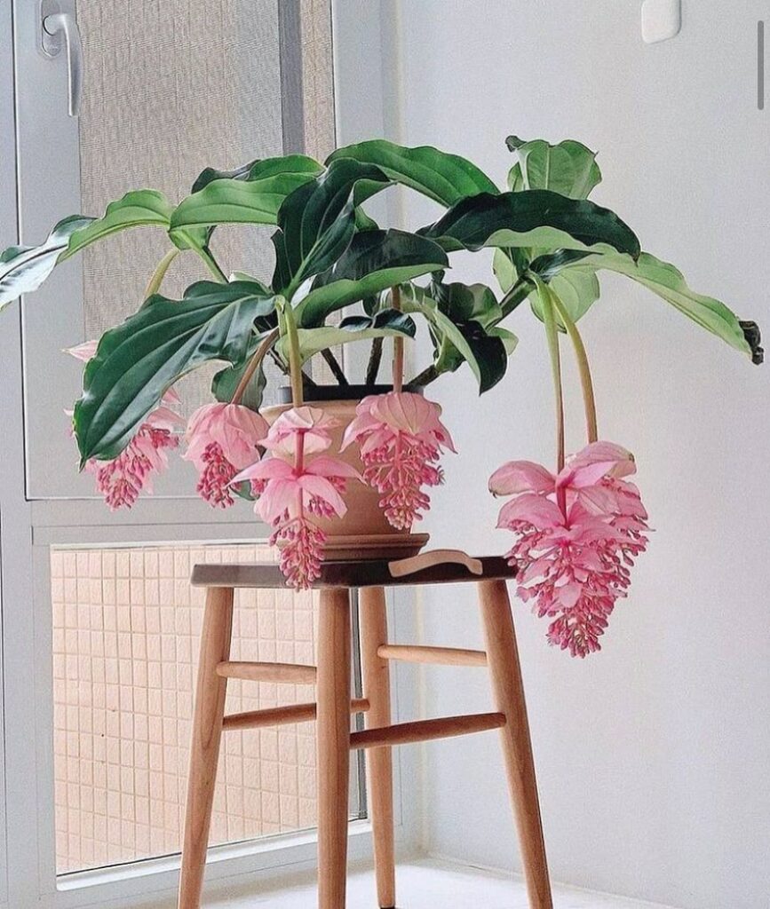 Medinilla magnifica: conheça a planta tropical que traz beleza exótica ao seu jardim