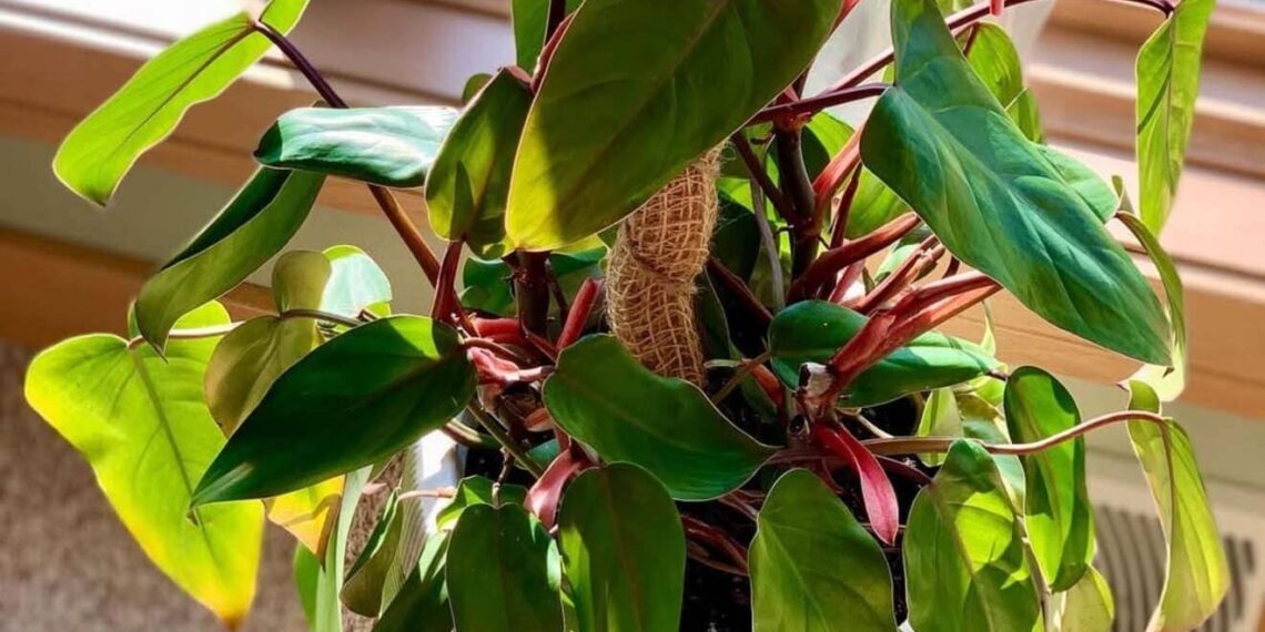 Philodendron erubescens