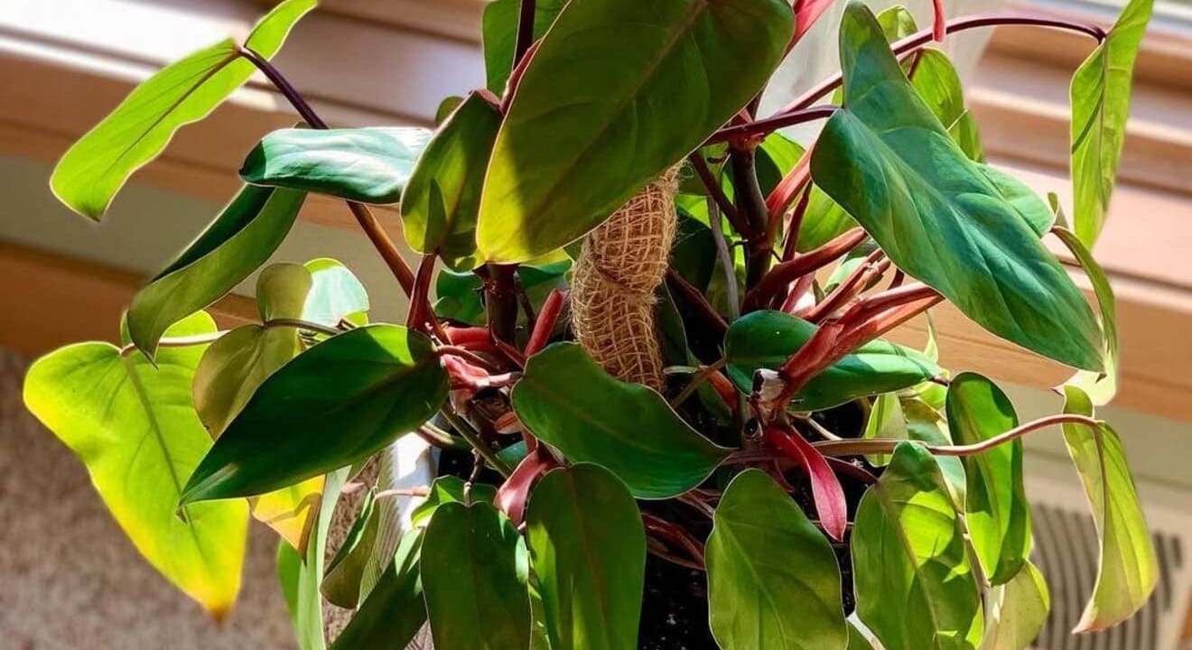 Philodendron erubescens