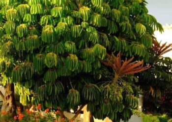 Schefflera actinophylla