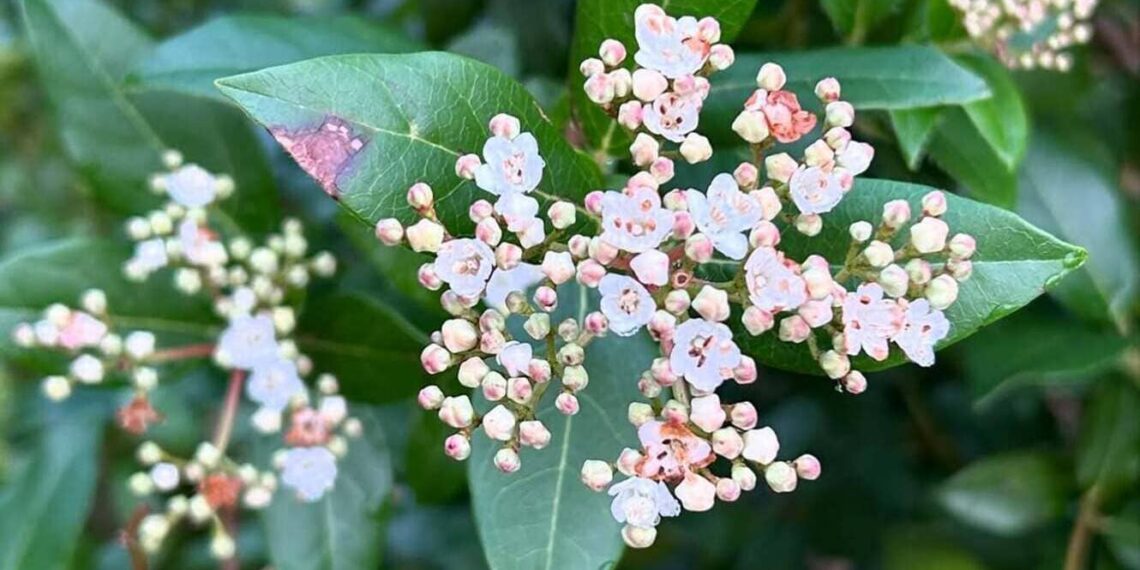 Viburnum tinus