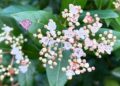 Viburnum tinus