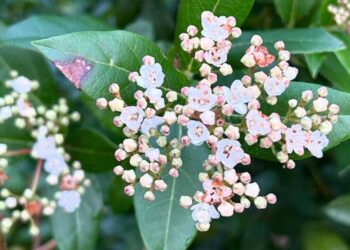 Viburnum tinus