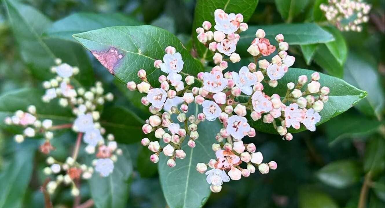 Viburnum tinus