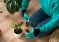 Adubação no outono: como nutrir suas plantas para enfrentar o inverno e florescer na primavera