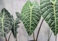 alocasias