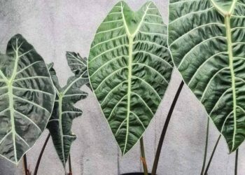 alocasias
