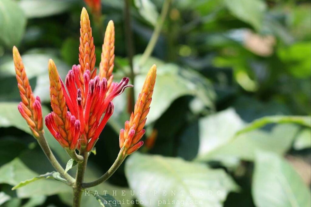Aphelandra longiflora: uma joia da Mata Atlântica que merece seu espaço no jardim