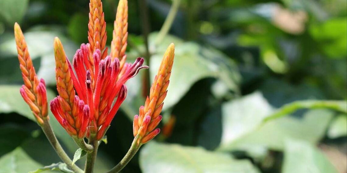 Aphelandra longiflora: uma joia da Mata Atlântica que merece seu espaço no jardim