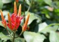 Aphelandra longiflora: uma joia da Mata Atlântica que merece seu espaço no jardim